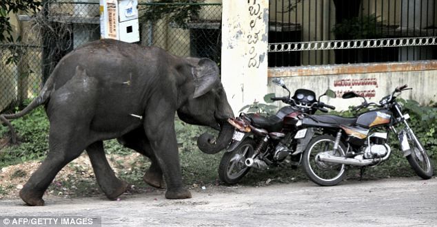 Gajah Mengamuk