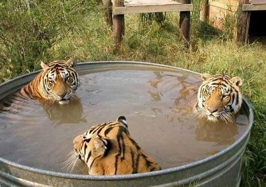 Trio Macan mandi tanpa benang sehelai pun