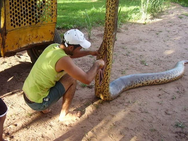 Serem, Proses Kelahiran 70 Bayi Anaconda Dari Induknya [ www.BlogApaAja.com ]