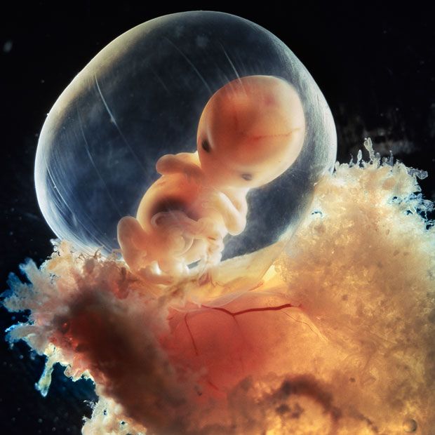 Foto Menakjubkan Perjalanan waktu janin dalam rahim ibu