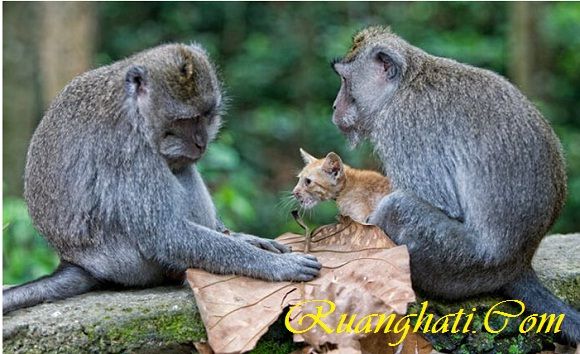 Monyet dengan penuh  kasih menyayangi kucing yang di adopsi di sebuah hutan di Ubud Bali