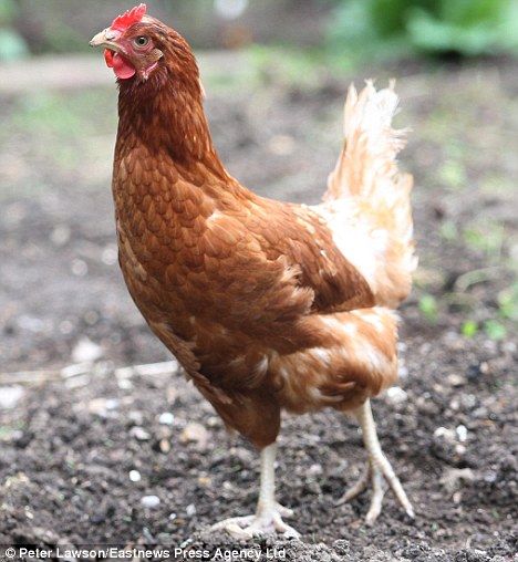 Harriet, indukkan ayam petelur yang meneurkan telur terbesar