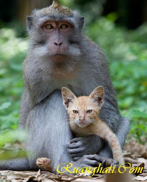Monyet Adopsi  Kucing di Bali
