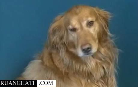 Inilah Solie anjing Golden-retrieve yang sudah buat repot tuannya gara gara menelan batu permata mahal