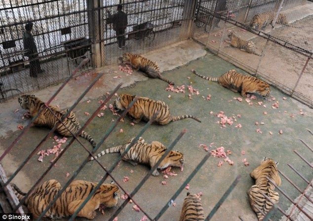 Kondisi peternakan harimau di Guilin, sebuah taman penangkaran satwa khusus harimau di Cina