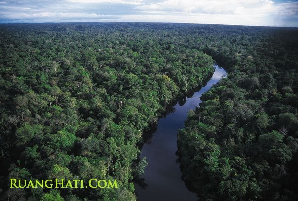 Hutan Perawan Kalimantan Tinggal Kenangan