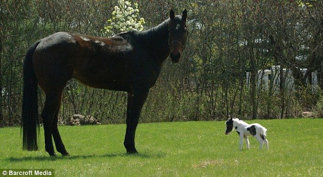 Kuda Terkecil di Dunia