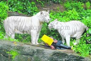 Singapore  Incident Pictures on Video Harimau Putih Makan Manusia Itu Ternyata Di Singapore Zoo