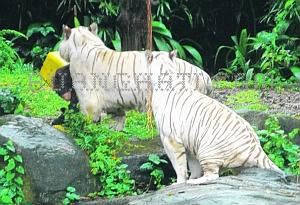 "harimau putih makan manusia"