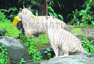 Singapore  Incident Pictures on Video Harimau Putih Makan Manusia Itu Ternyata Di Singapore Zoo