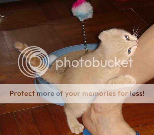 发表於 2009-2-24 22:05                      只看该作者 疯猫症呀